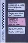 Etiketten zu Cardiophorus varius (Cate, Platia & Schimmel, 2002) (NHMW-ZOO-COL-0007003)